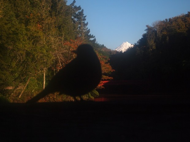 I sat with this tiny bird and stared at the mountain, angrily.  I didn't help.